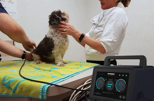 レーザー治療は犬にも効果がありますか？