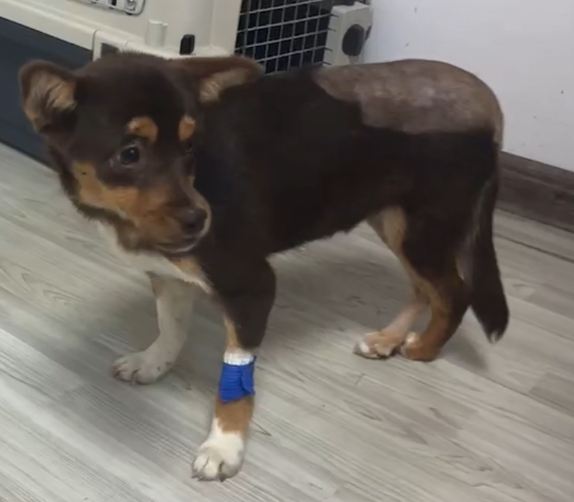 vetmedixケース共有