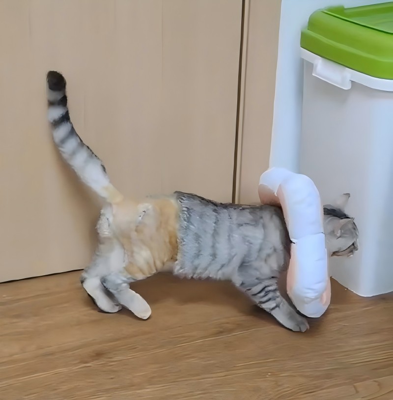 vetmedixケース共有