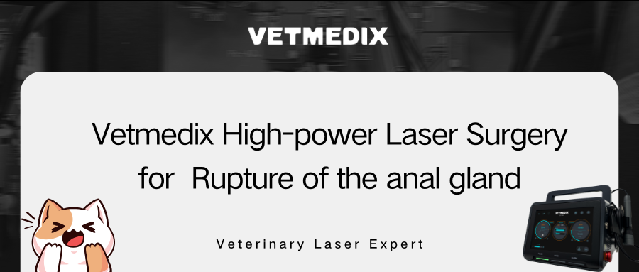 VETMEDIX 症例共有丨肛門腺破裂に対する高出力レーザー手術
