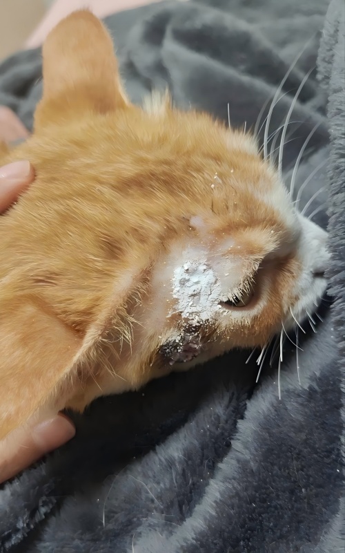 Vetmedix 症例共有丨皮膚潰瘍治療における高エネルギーレーザー治療の応用例