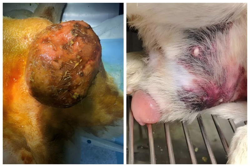 Vetmedix 症例共有丨前立腺肥大の治療における高エネルギーレーザー療法の応用