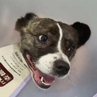 Vetmedix 症例報告丨犬患者の急性神経炎の治療における獣医用レーザー療法の使用