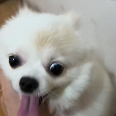 Vetmedix 症例共有丨犬白癬の治療における高エネルギーレーザーの応用例