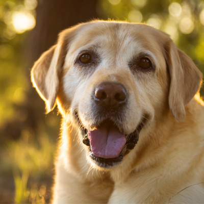 VetMedix 症例共有丨術後非治癒性肛門周囲腫瘍の治療における高エネルギーレーザー治療の応用例